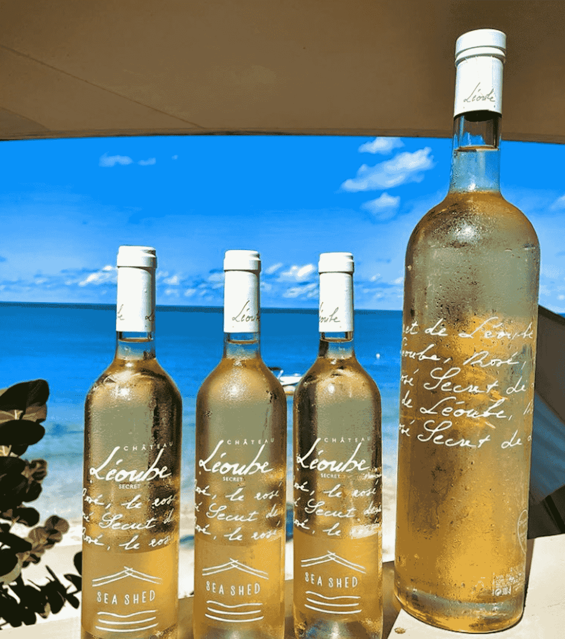 vignoble château Léoube